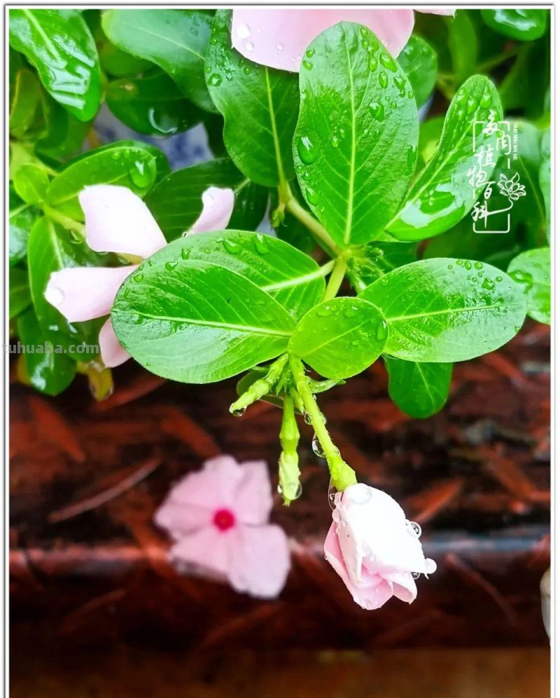 夏日尚未炎炎，多肉度夏小风波
