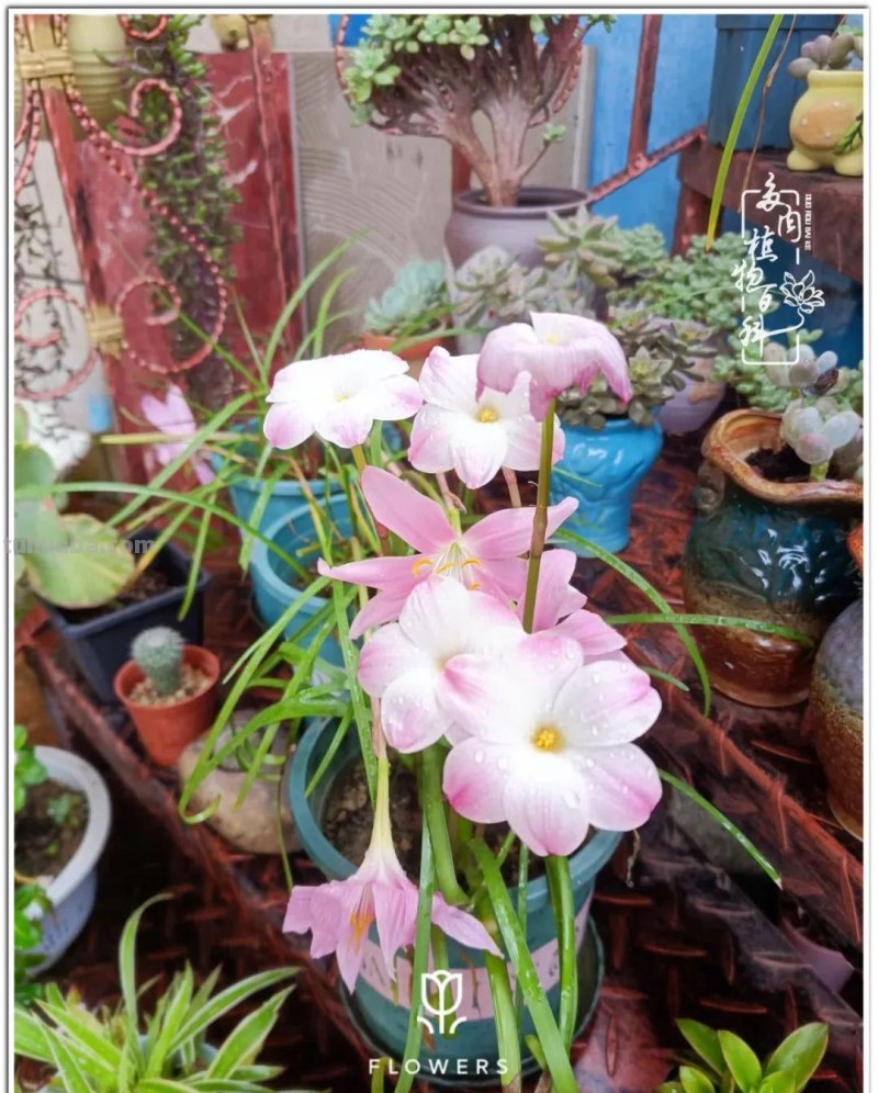 夏日尚未炎炎，多肉度夏小风波