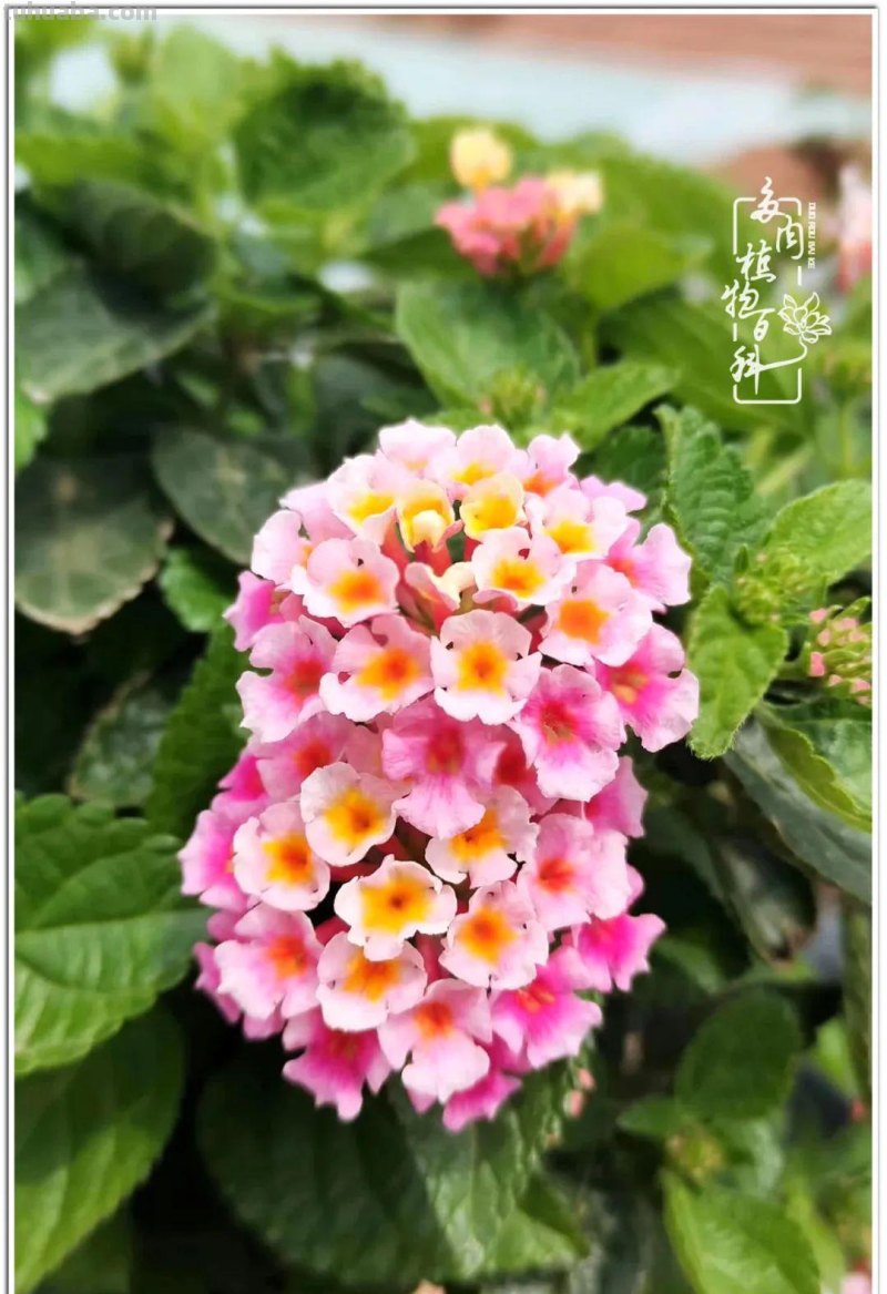 夏日尚未炎炎，多肉度夏小风波