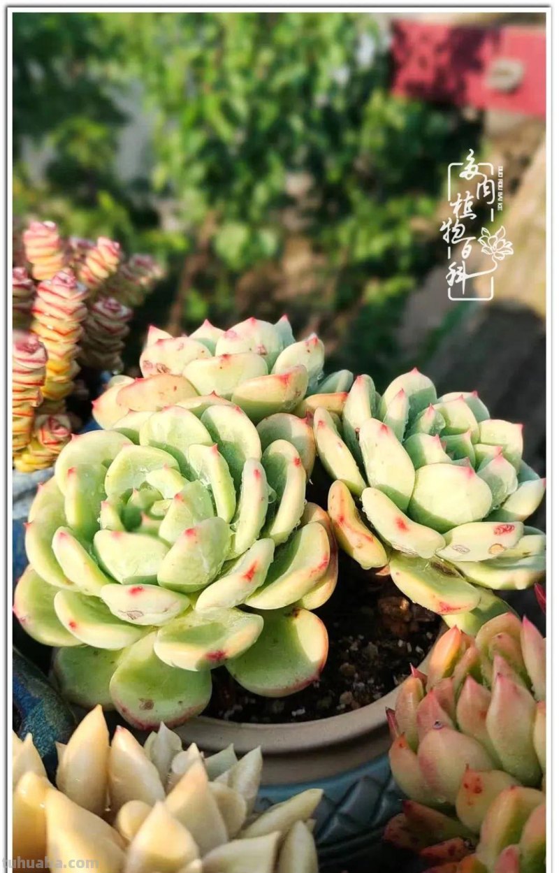夏日尚未炎炎，多肉度夏小风波