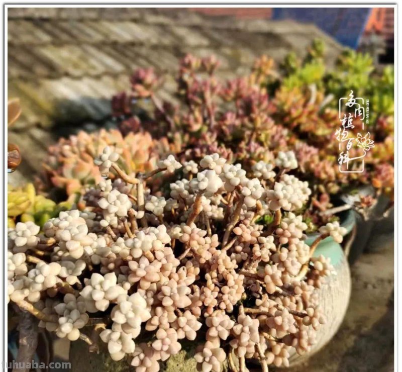 夏日尚未炎炎，多肉度夏小风波