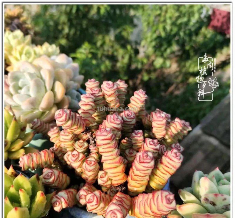 夏日尚未炎炎，多肉度夏小风波