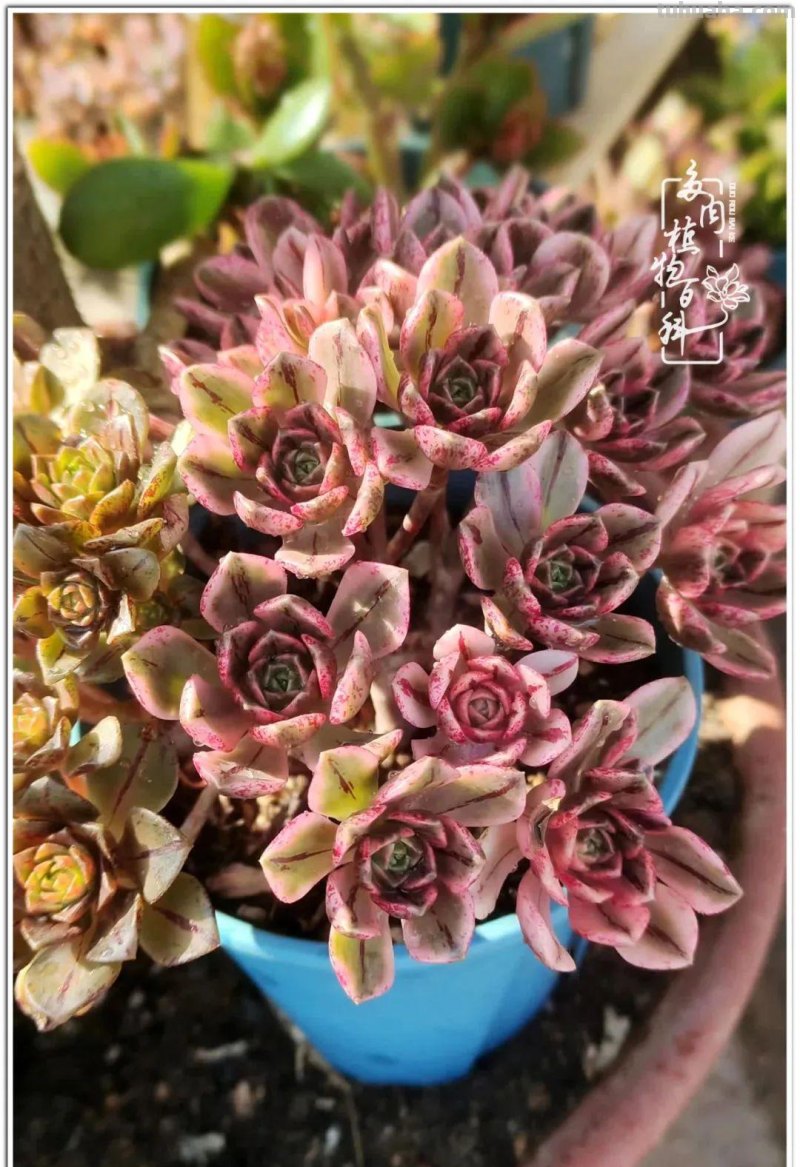 夏日尚未炎炎，多肉度夏小风波