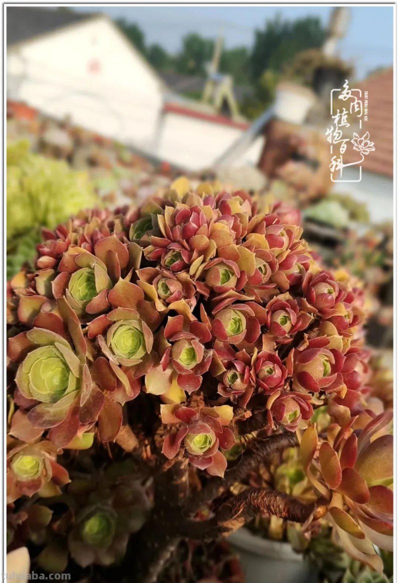 夏日尚未炎炎，多肉度夏小风波