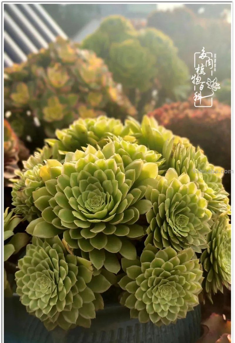 夏日尚未炎炎，多肉度夏小风波