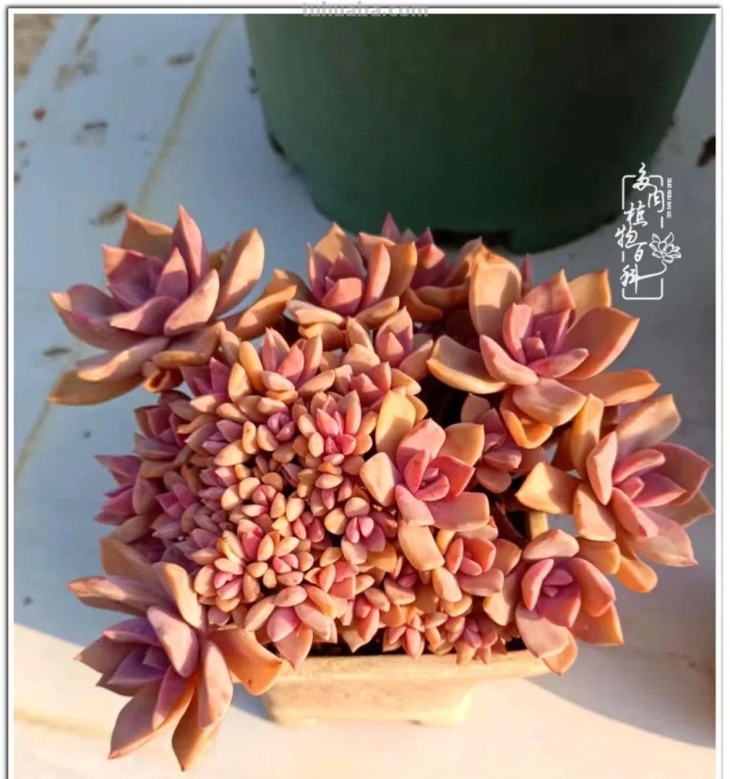 夏日尚未炎炎，多肉度夏小风波