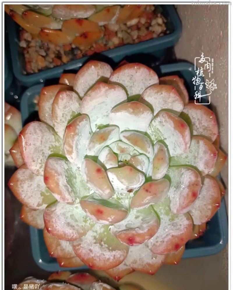 夏日尚未炎炎，多肉度夏小风波
