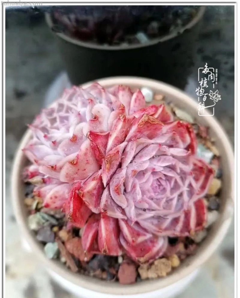夏日尚未炎炎，多肉度夏小风波
