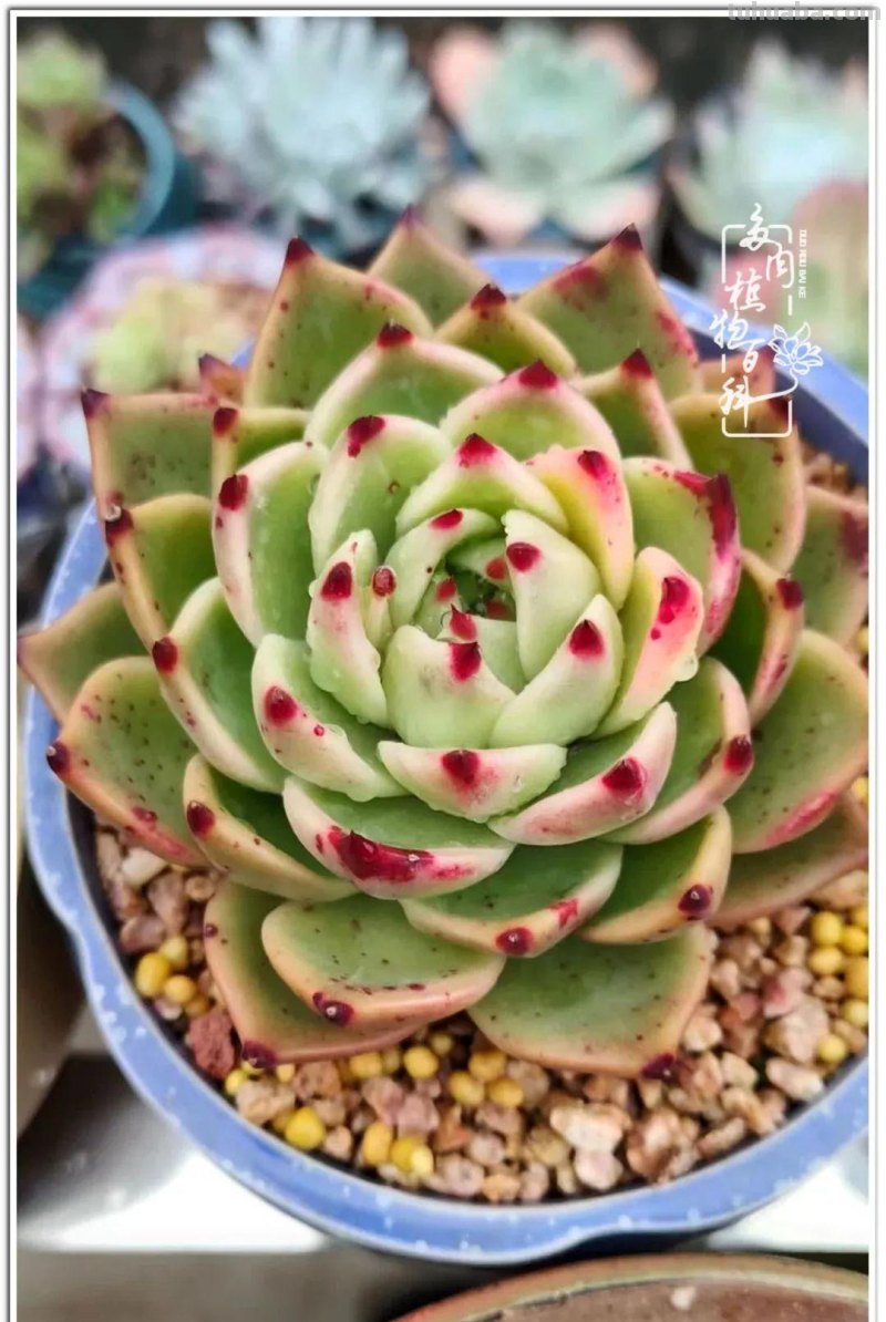 夏日尚未炎炎，多肉度夏小风波