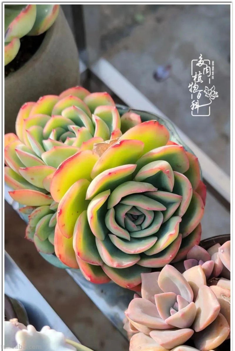 夏日尚未炎炎，多肉度夏小风波