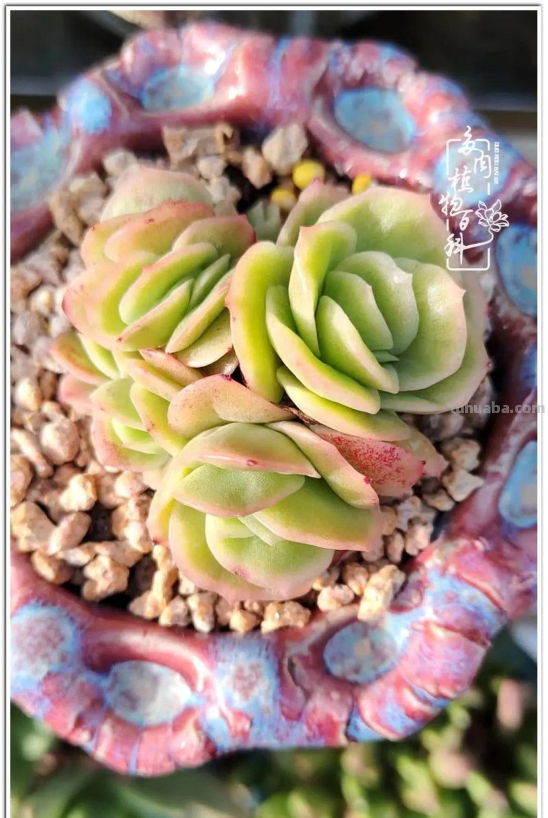 夏日尚未炎炎，多肉度夏小风波