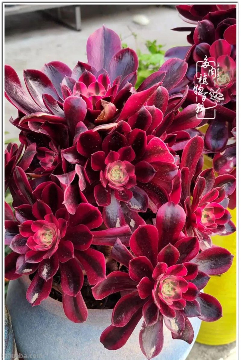 夏日尚未炎炎，多肉度夏小风波