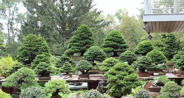 盆栽养护技巧：在有限空间中创造独特植物风景！