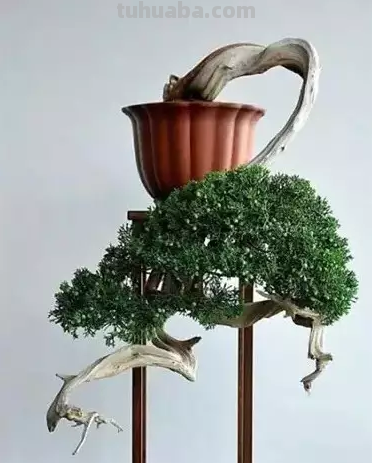 盆栽养护技巧：在有限空间中创造独特植物风景！