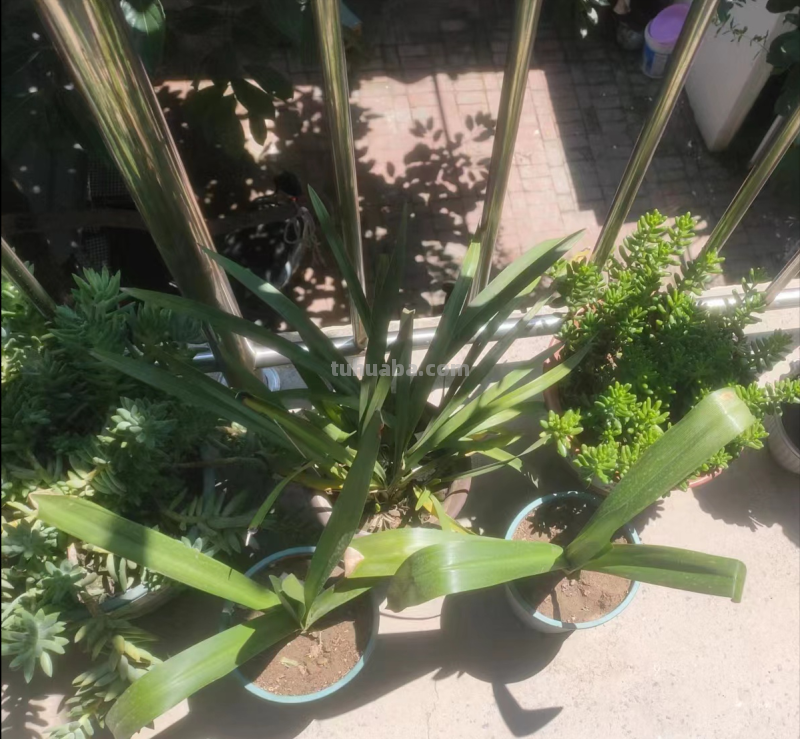 盆栽养护技巧：在有限空间中创造独特植物风景！