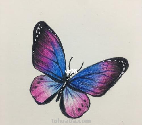 彩铅画立体小蝴蝶怎么画 一步一步画蝴蝶？