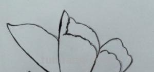 彩铅画立体小蝴蝶怎么画 一步一步画蝴蝶？