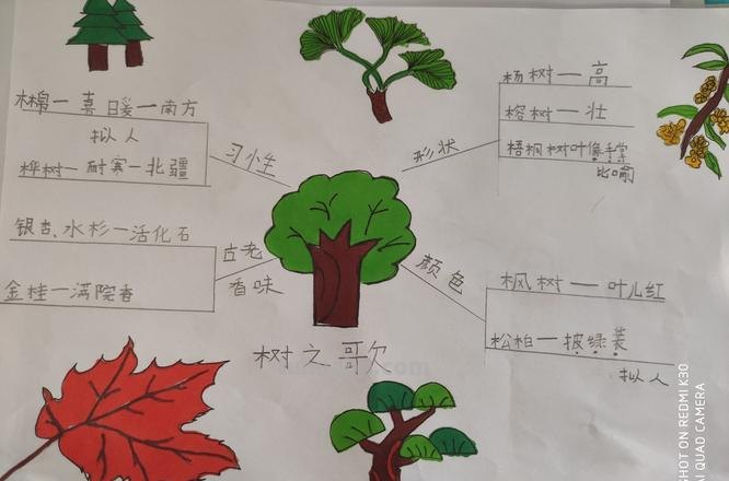 思维导图观察植物怎么画 如何画树状思维导图？