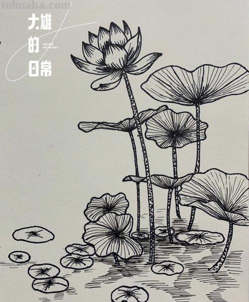 速写绘画技巧荷花 如何画荷花铅笔画?