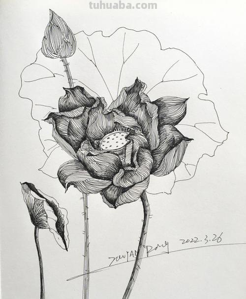 速写绘画技巧荷花 如何画荷花铅笔画?