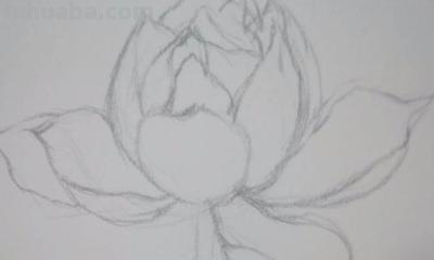 速写绘画技巧荷花 如何画荷花铅笔画？