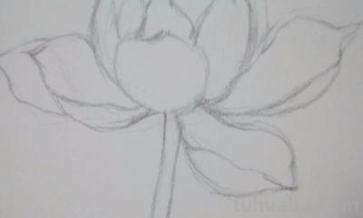速写绘画技巧荷花 如何画荷花铅笔画？