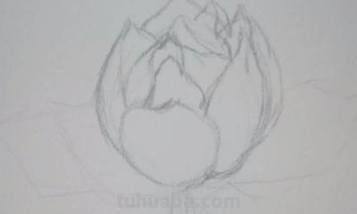 速写绘画技巧荷花 如何画荷花铅笔画？