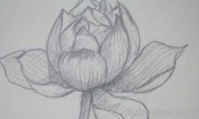 速写绘画技巧荷花 如何画荷花铅笔画？