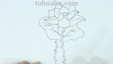 速写绘画技巧荷花 如何画荷花铅笔画？