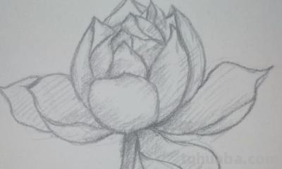 速写绘画技巧荷花 如何画荷花铅笔画？