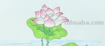 速写绘画技巧荷花 如何画荷花铅笔画？