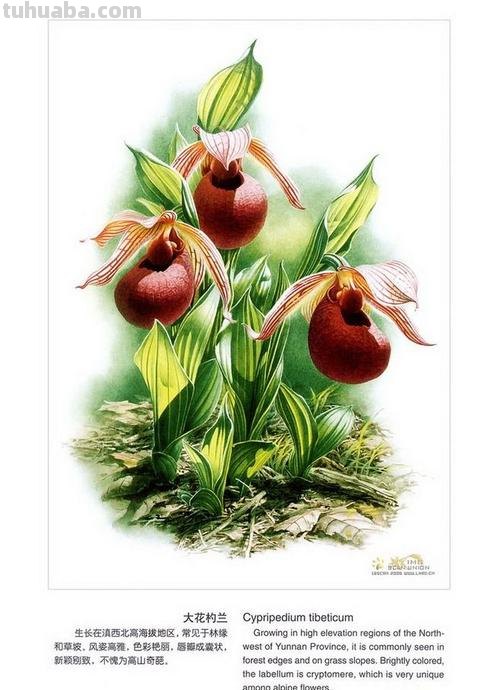 中国植物画第一人曾孝濂：用画笔讴歌自然，让世界看到中国植物之美