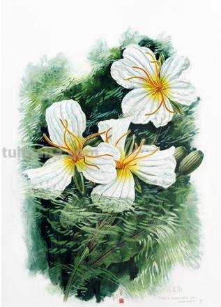 中国植物画第一人曾孝濂：用画笔讴歌自然，让世界看到中国植物之美