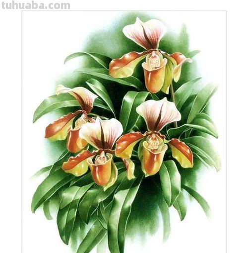 中国植物画第一人曾孝濂：用画笔讴歌自然，让世界看到中国植物之美