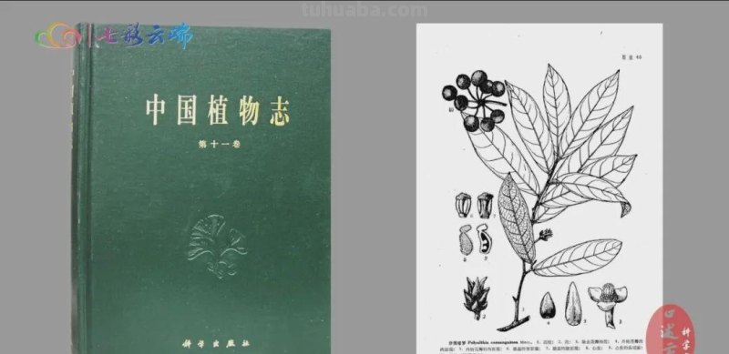中国植物画第一人曾孝濂：用画笔讴歌自然，让世界看到中国植物之美