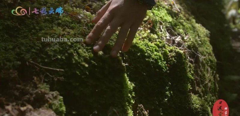 中国植物画第一人曾孝濂：用画笔讴歌自然，让世界看到中国植物之美