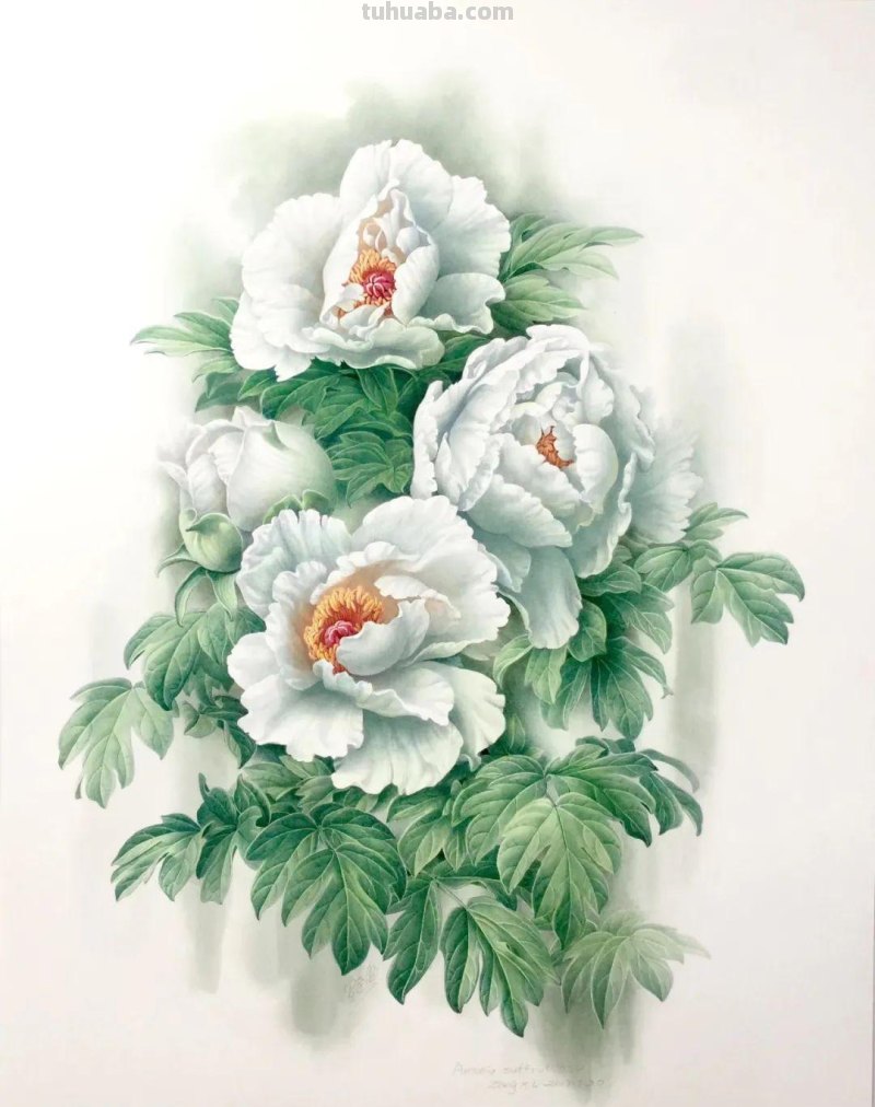 中国植物画第一人曾孝濂：用画笔讴歌自然，让世界看到中国植物之美