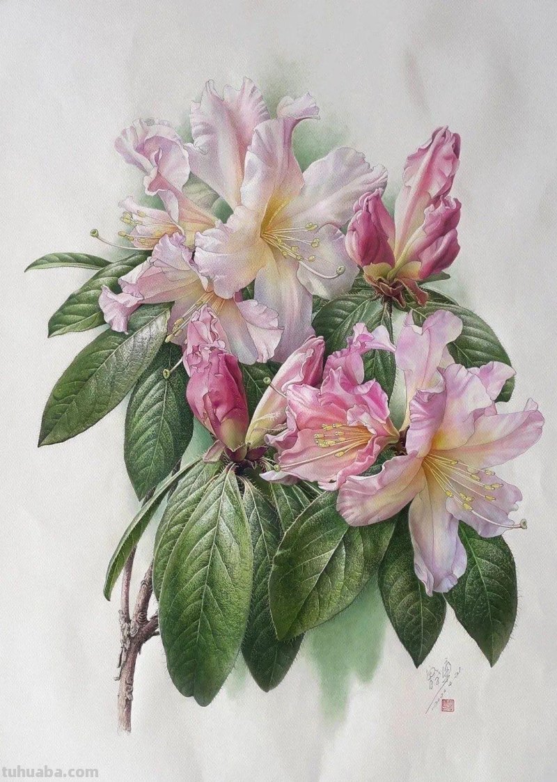 中国植物画第一人曾孝濂：用画笔讴歌自然，让世界看到中国植物之美