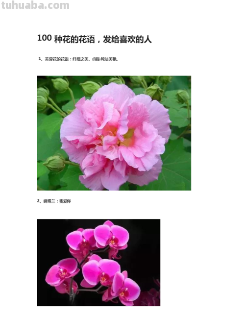 花语大全-50种花的花语!
