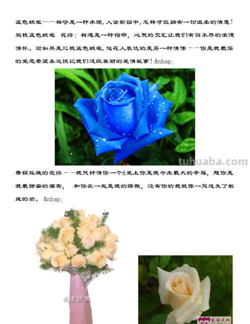 花语大全-50种花的花语!