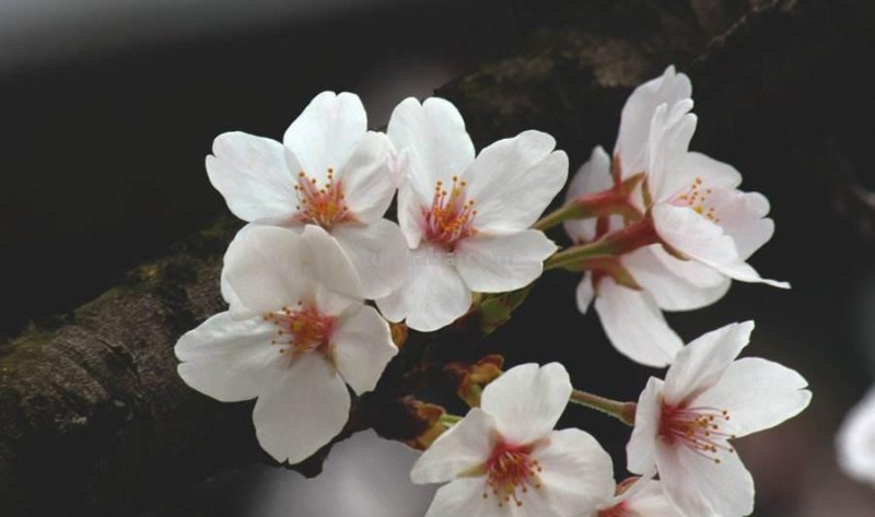 花语大全-50种花的花语！
