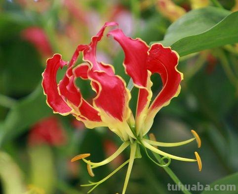 花语大全-50种花的花语！