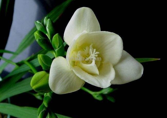 花语大全-50种花的花语！