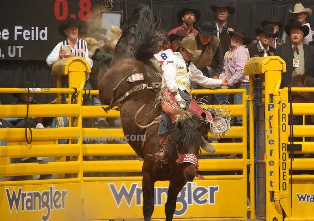 stampede stampede翻译