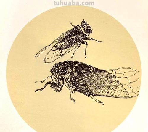 国画小课题:蝉的画法