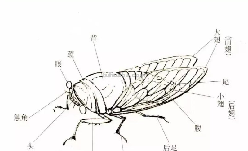 国画小课题：蝉的画法