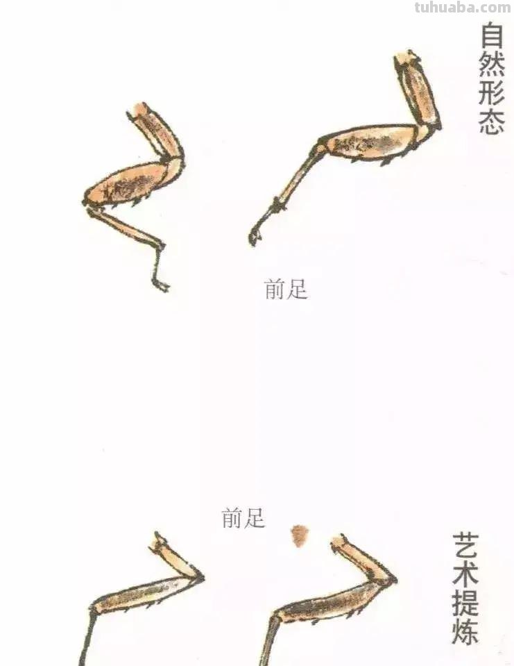 国画小课题：蝉的画法