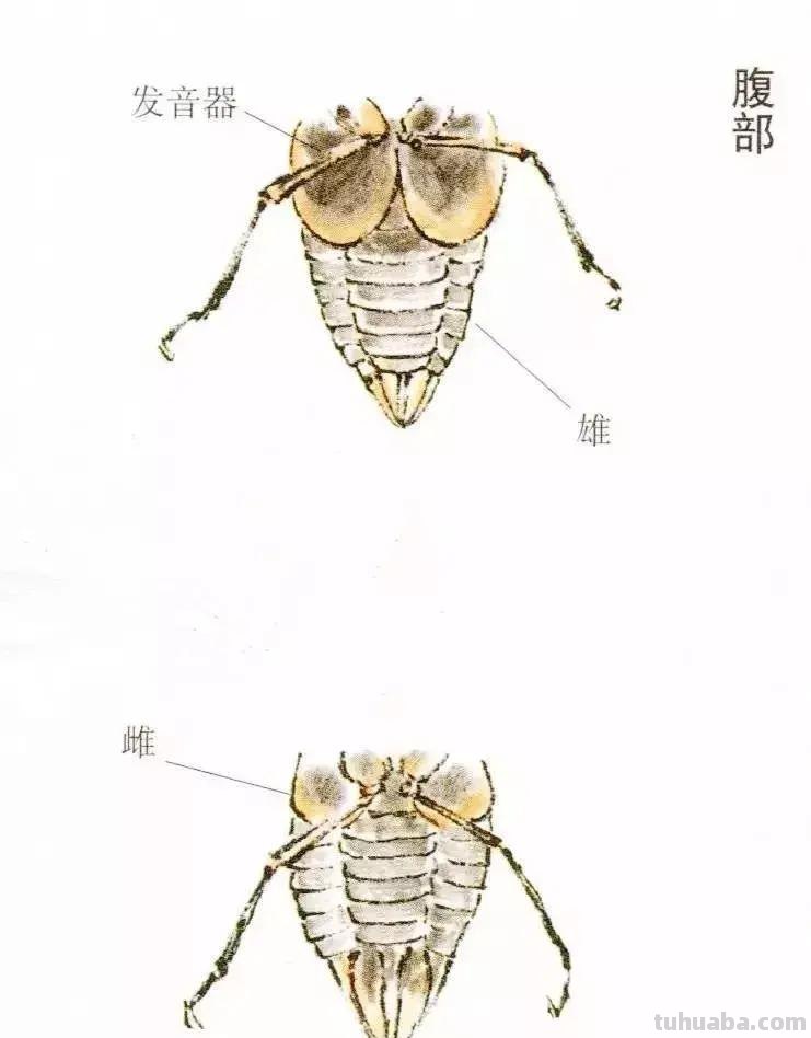 国画小课题：蝉的画法