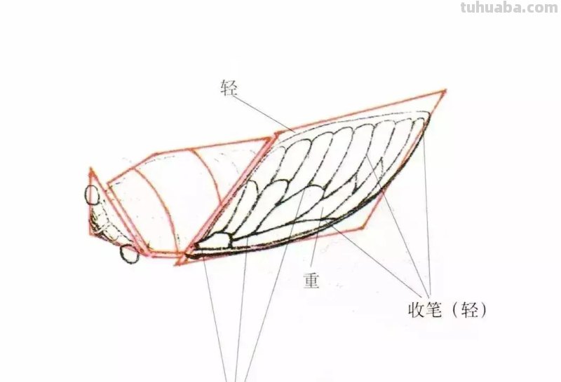 国画小课题：蝉的画法
