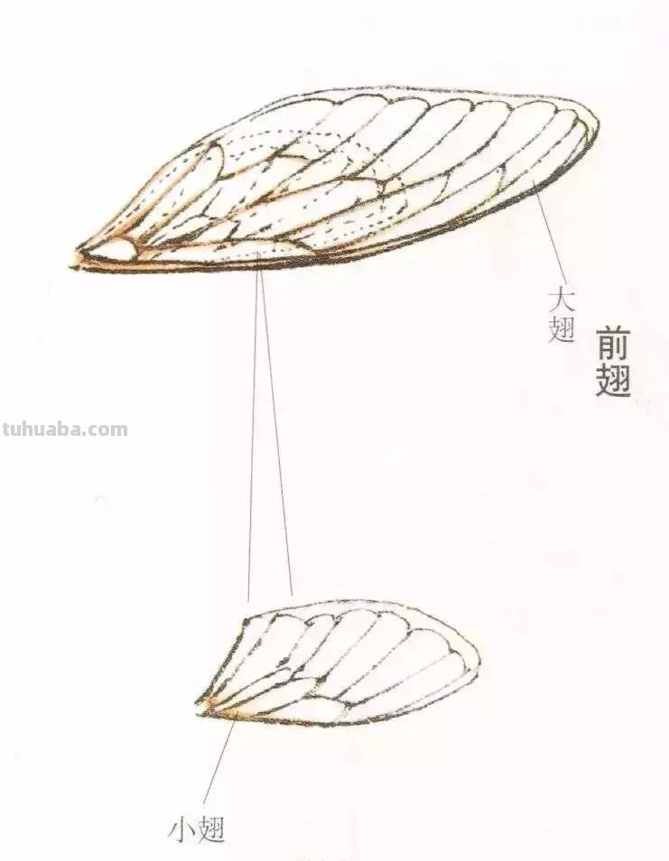 国画小课题：蝉的画法